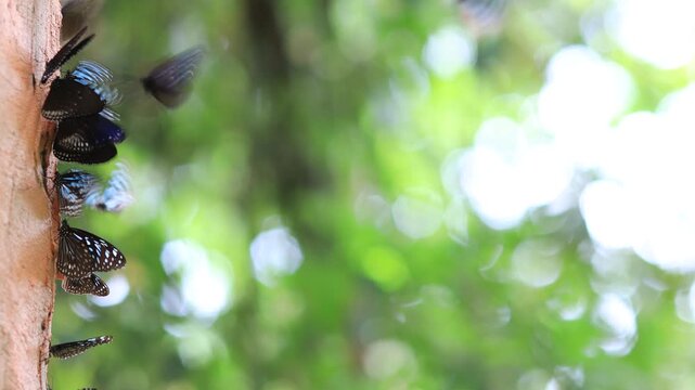 Beautiful nature video background. Colorful butterflies flying in groups foraging for food and pollinating in the forest. Nature during travel.