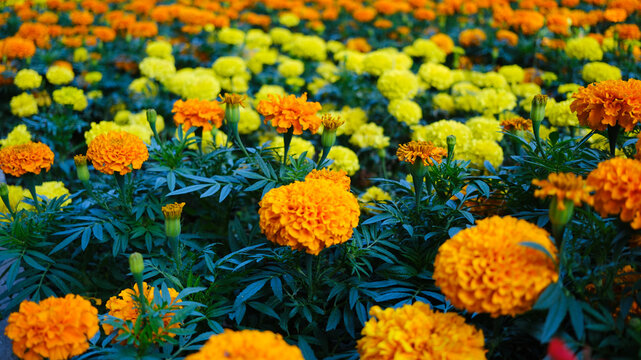 Yellow day. There are many beautiful flowers of erect marigolds Tagetes erecta in a natural huge garden. Floral orange background.
