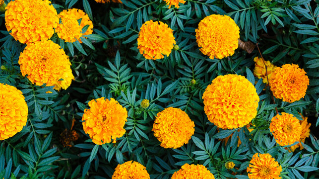 Yellow day. There are many beautiful flowers of erect marigolds Tagetes erecta in a natural huge garden. Floral orange background.