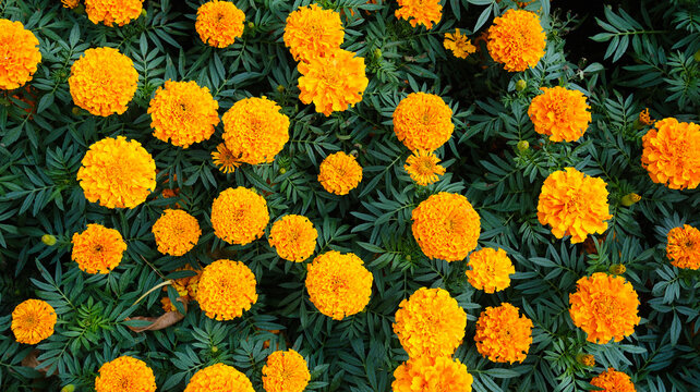 Yellow day. There are many beautiful flowers of erect marigolds Tagetes erecta in a natural huge garden. Floral orange background.