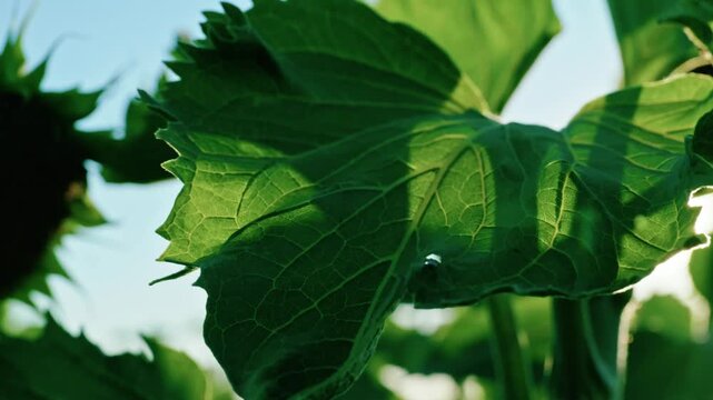 Close-up video of bright green sunflower leaves with a clear sun flare, showing detailed veins and textures, backlit by sunlight.