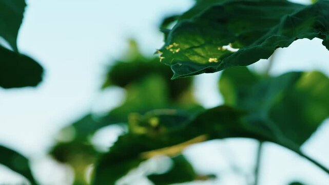 Close-up video of bright green sunflower leaves with a clear sun flare, showing detailed veins and textures, backlit by sunlight.