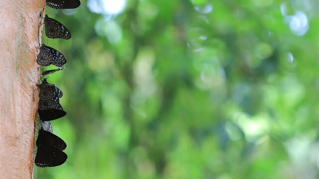 Beautiful nature video background. Colorful butterflies flying in groups foraging for food and pollinating in the forest. Nature during travel.