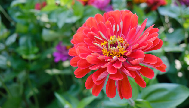 A bright red zinnia flower, close‑up. Green soft bokeh of grass. Summer concept of colorful floral wallpaper.