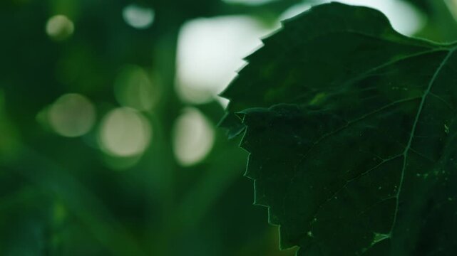 Close-up video of bright green sunflower leaves with a clear sun flare, showing detailed veins and textures, backlit by sunlight.