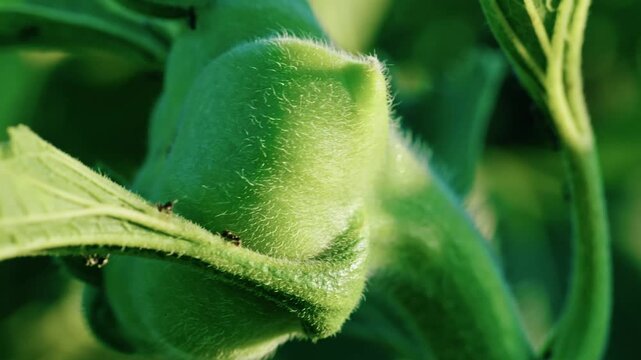 Macro close-up of a young unopened sunflower bud covered with fine hairs, growing in a sunny agricultural field before blooming.