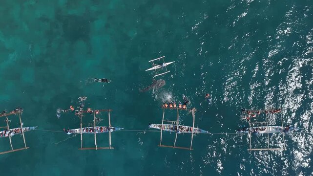 Whale shark near a row of outrigger boats moored along the shore