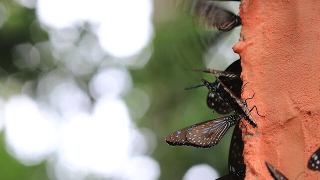 Beautiful nature video background. Colorful butterflies flying in groups foraging for food and pollinating in the forest. Nature during travel.