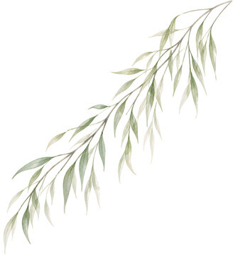 Willow branch diagonal sash watercolor illustration