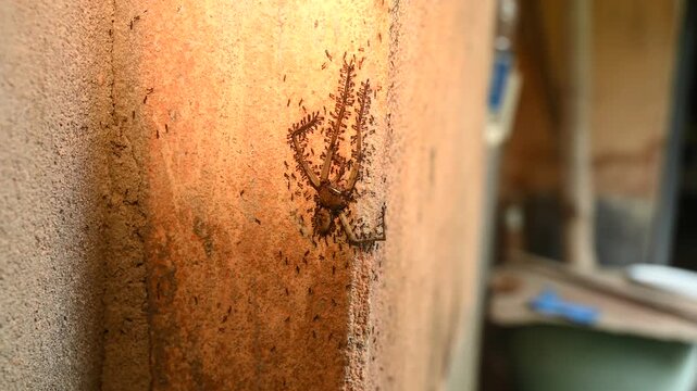 Longhorn crazy ants (Paratrechina longicornis) carry a piece of prey, dead Huntsman spiders (Heteropoda venatoria), back to their nest. The ants work together using swarm intelligence.