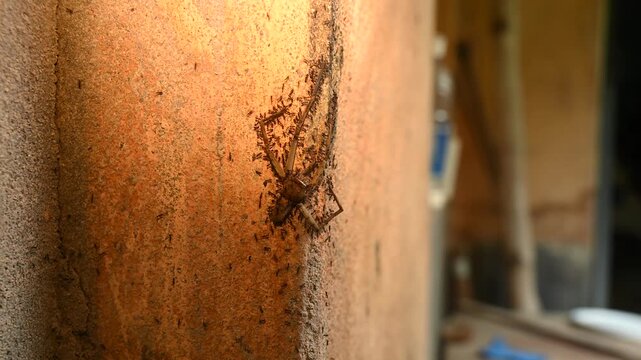 Longhorn crazy ants (Paratrechina longicornis) carry a piece of prey, dead Huntsman spiders (Heteropoda venatoria), back to their nest. The ants work together using swarm intelligence.