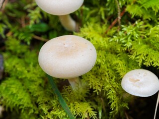 mushrooms in the grass © 鴻偉 蔡