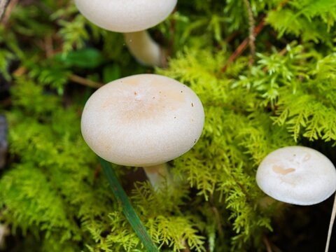 mushrooms in the grass