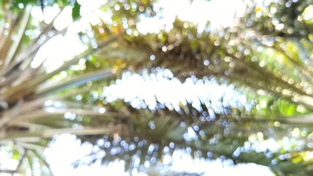 Sunlit tree branches and green foliage fill the frame in a strongly defocused view. Bright daylight creates numerous circular highlights and soft bokeh across the leafy background.