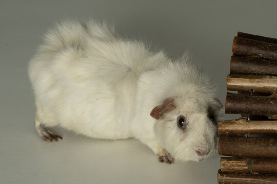meerschweinchen tier natur nager 