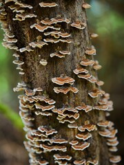 group of mushrooms on a tree © 鴻偉 蔡