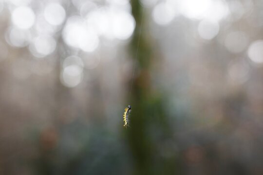Box tree moth caterpillar closeup hanging on silk thread, invasive pest species destroying boxwood plants