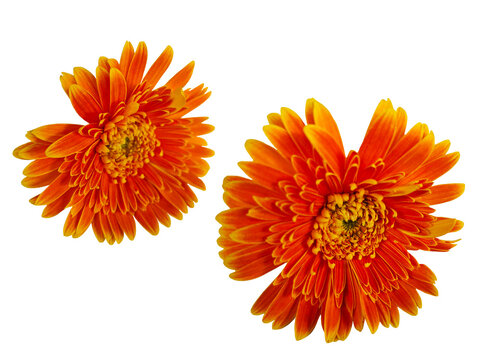Isolated orange gerbera daisy flowers pair on transparent background.