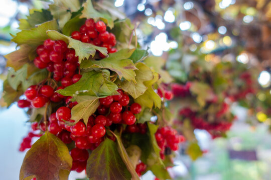 Bright red viburnum berries with autumn leaves hanging on branch in sunny garden