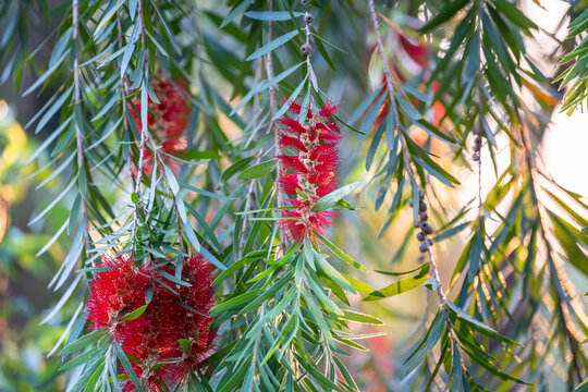 Callistemon plant twigs with red flowers commonly known as bottlebrush Callistemon or Melaleuca, evergreen woody shrubs Weeping Bottlebrush Callistemon viminalis with leaves and droopy weeping habit.