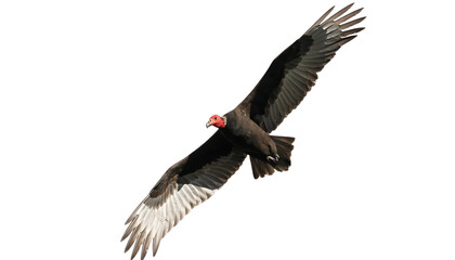Fototapeta premium A turkey vulture soars with outstretched wings against a stark black background avian bird turkeyvulture soaring