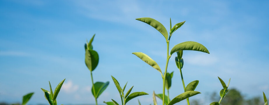 Green tea leaf nature background, leaves trees perspective view.