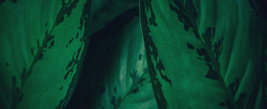 abstract tropical leaf textures on dark tone, natural green background.