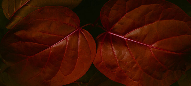 abstract tropical leaf textures on dark tone, natural green background.