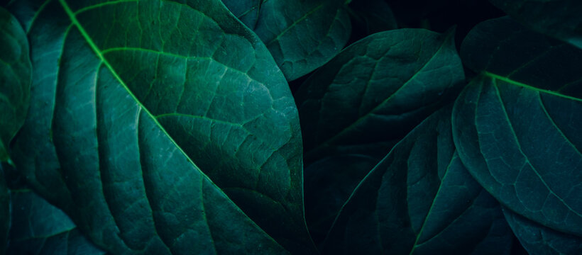 abstract tropical leaf textures on dark tone, natural green background.