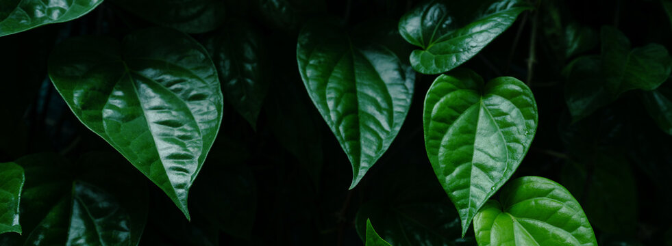 abstract tropical leaf textures on dark tone, natural green background.