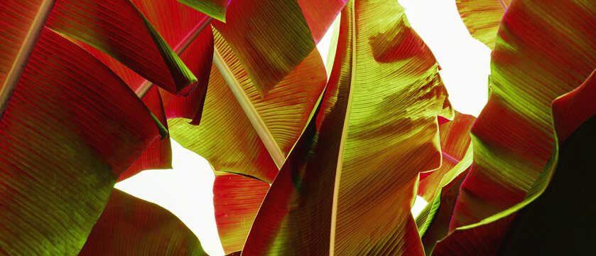 abstract tropical banana leaf textures on dark tone, natural green background.