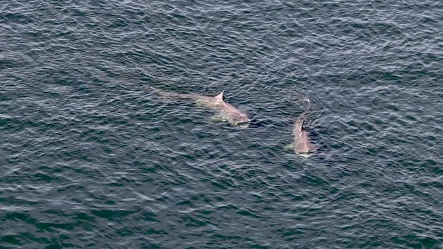 Aerial view of basking sharks at Muckross Head ,Donegal - Ireland