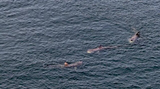 Aerial view of basking sharks at Muckross Head ,Donegal - Ireland