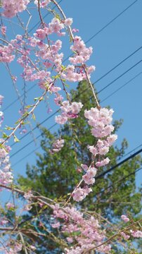 開花したシダレヤエザクラを縦構図で撮影