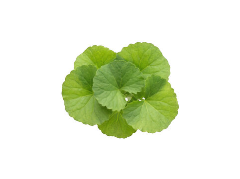 Fresh green centella asiatica leaves isolated on transparent background