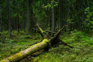 Fototapeta premium Fallen Tree with Moss in Forest