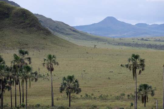 Aerial view of Chapada dos Veadeiros featuring rolling hills, savanna landscape, and scattered palm trees under a cloudy sky in Alto Paraiso de Goias, Goias, Brazil.