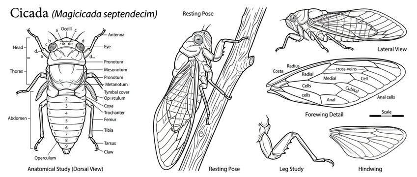 Detailed Cicada Insect Anatomy and Illustrations