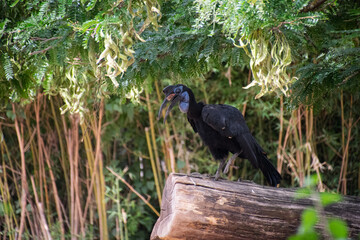 Close up of a Ground Hornbill © Giulia Velaine