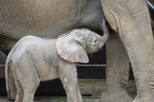 Close up of a baby elephant