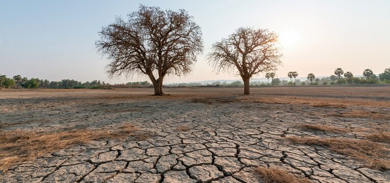 Drought-stricken farmland with dry soil and lifeless trees illustrating the effects of extreme water scarcity on agriculture.