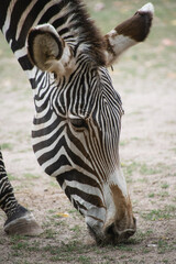 Close up of a Zebra © Ravyn