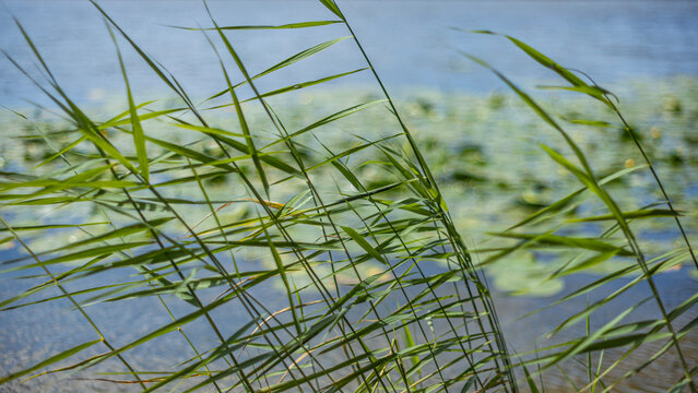 Green Lake Reeds Blowing in Wind With Defocused Water Lilies