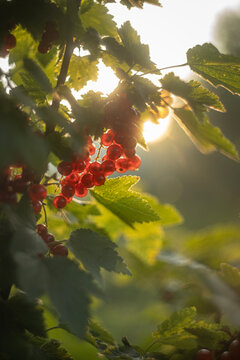 Red Currants Bunch Hanging on Bush in Golden Sunset Light