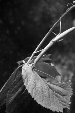 A Close-Up of a Annam walking stick (Medauroidea Extradentata)