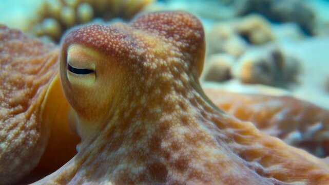 Close-up underwater octopus resting on seafloor with richly textured reddish brown skin, one half closed eye, soft blue reef background, tight diagonal composition, calm marine wildlife mood