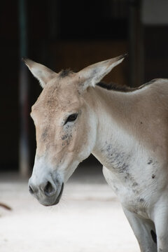 Close-up shot of an Onager