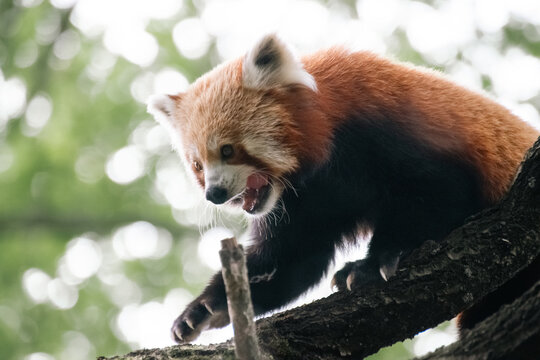 Close up of a Red Panda