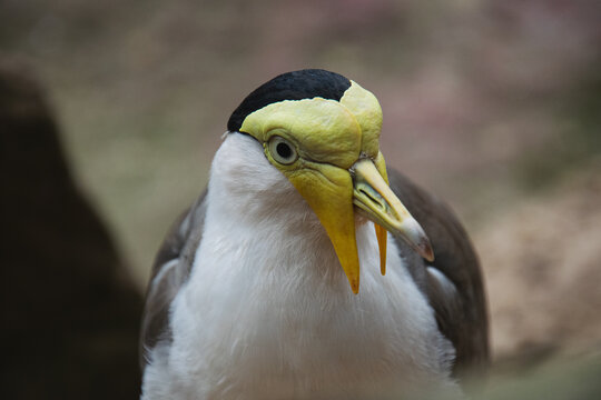 Close up of a Masked Lapwing