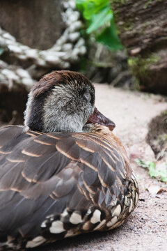 A female Mallard Duck resting